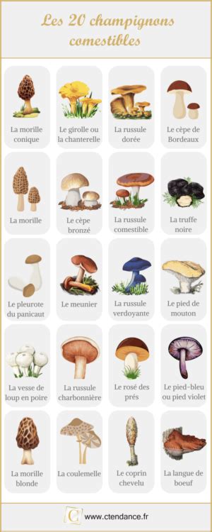 Comparatif visuel entre champignons comestibles et toxiques