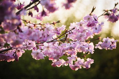Gros plan sur des fleurs de prunus en pleine floraison hivernale