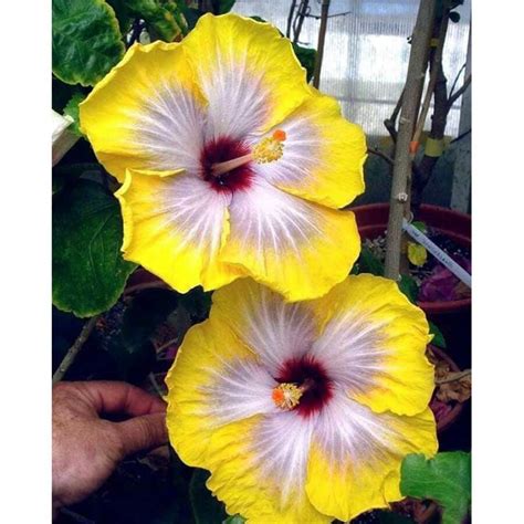 Fleurs d'hibiscus aux teintes vives