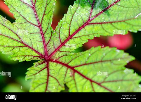Gros plan sur les calices rouges de l'hibiscus sabdariffa