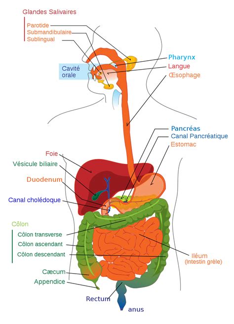 Diagramme illustrant le système digestif et le rôle des prébiotiques