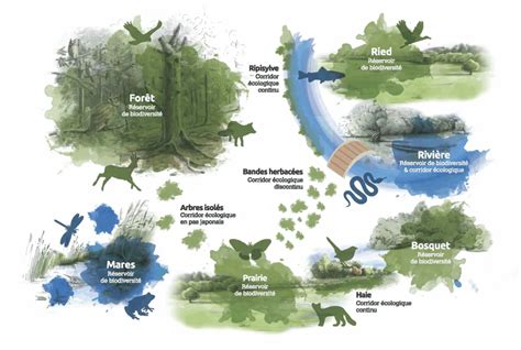 Illustration des différentes fonctions écologiques d'un plan d'eau sain