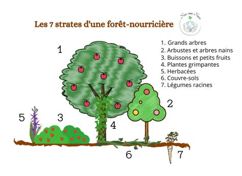 Diagramme des 7 strates d'une forêt nourricière