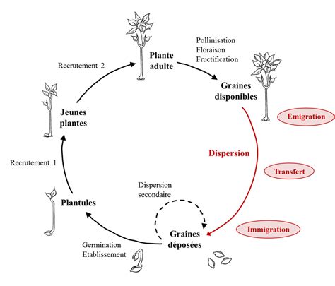 Schéma explicatif montrant le cycle de vie d'une plante de la pépinière jusqu'à son intégration dans le jardin du client.