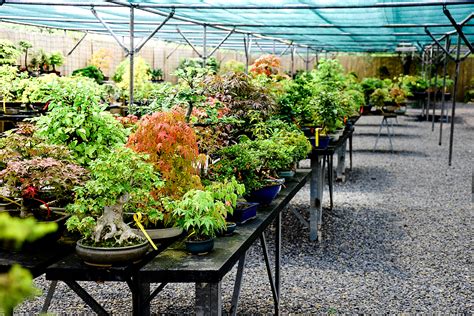Vue panoramique du Bonsai Zentrum Heidelberg avec ses serres et jardins