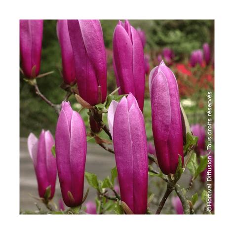 Photo montrant une pousse semi-aoûtée de magnolia prête à être prélevée