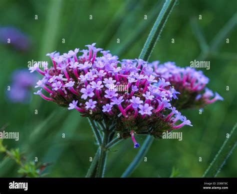 fleurs de Verbena tenuisecta en gros plan