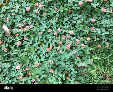 Trifolium fragiferum en tapis dense