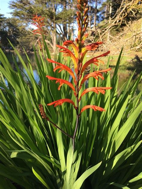 Chasmanthe floribunda en fleurs