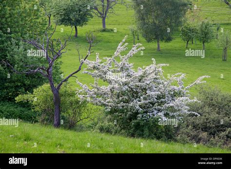 Arbres fruitiers en verger au printemps