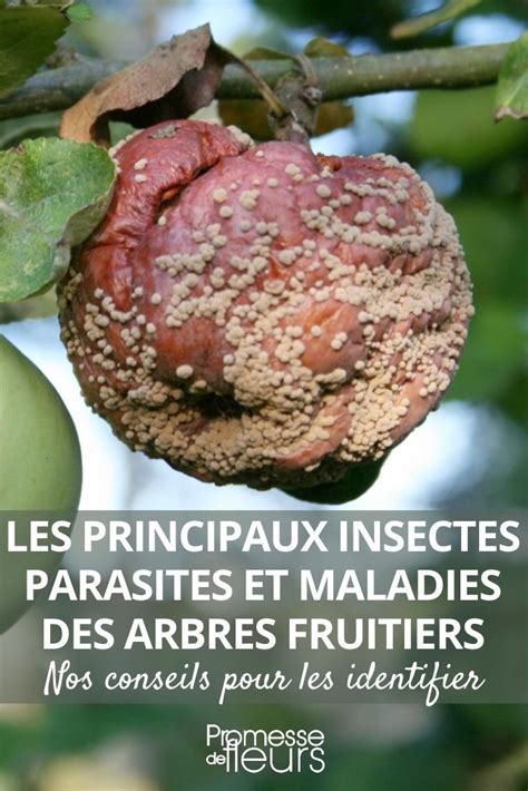 Arbre fruitier atteint de maladies