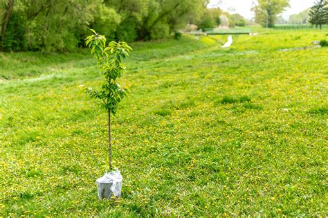 Plantation d'un jeune arbre fruitier