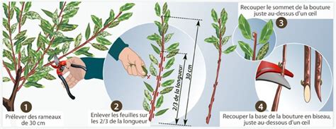 Illustration d'une main plongeant une bouture dans un verre d'eau de saule