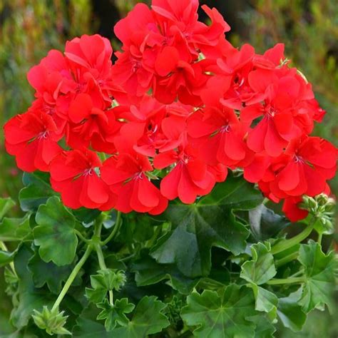 Gros plan sur une fleur de Pelargonium zonale Tango Velvet Red avec son feuillage caractéristique