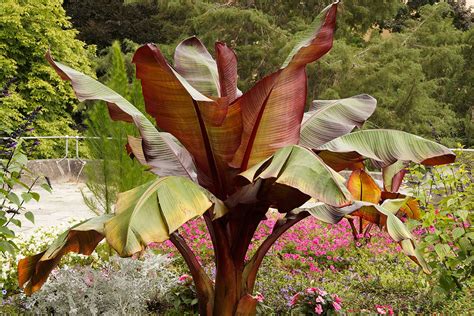 Bananier rouge d'Abyssinie dans un jardin exotique