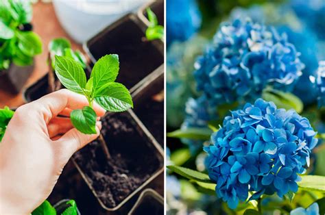 Exemple de bouture d'hortensia enracinée