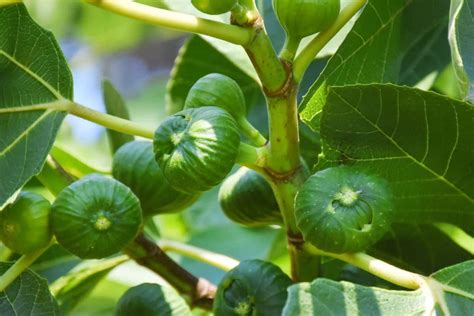 Un figuier majestueux en plein été chargé de fruits mûrs
