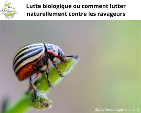 Illustration des principaux ravageurs du figuier et méthodes de lutte biologique