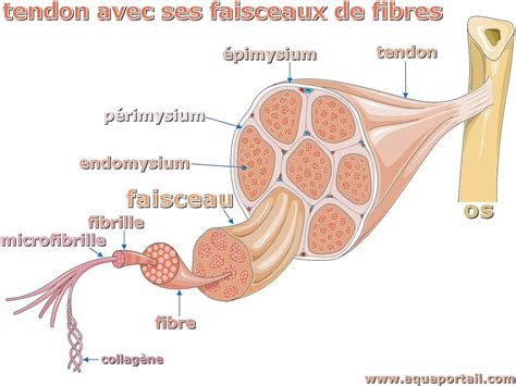 Schéma anatomique simplifié d'un faisceau vasculaire de graminée