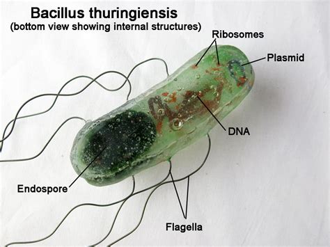 Structure de Bacillus thuringiensis