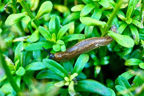 une limace dans un jardin humide