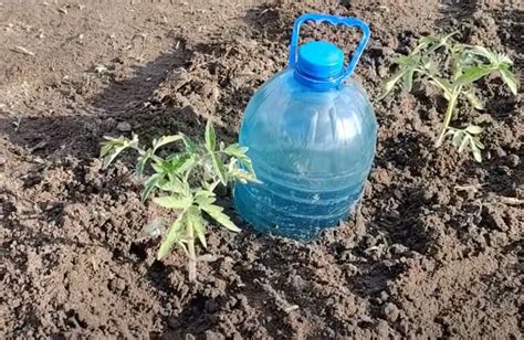 un jardinier protégeant ses salades avec des bouteilles en plastique