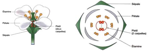 Diagramme de la structure florale d'un géranium