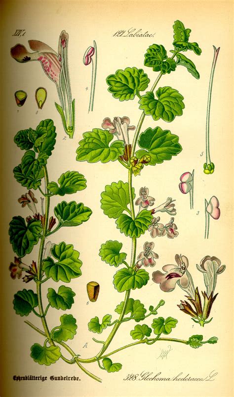 Illustration de Glechoma hederacea avec ses tiges rampantes et ses feuilles caractéristiques
