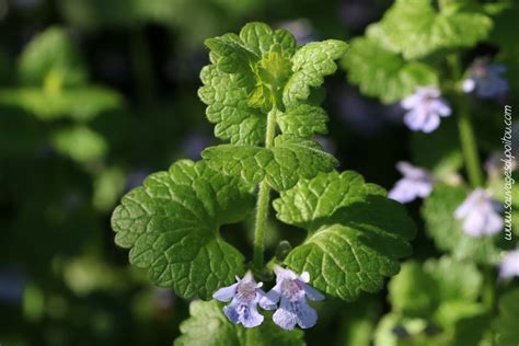 Gros plan sur les feuilles arrondies et crénelées du Lierre terrestre