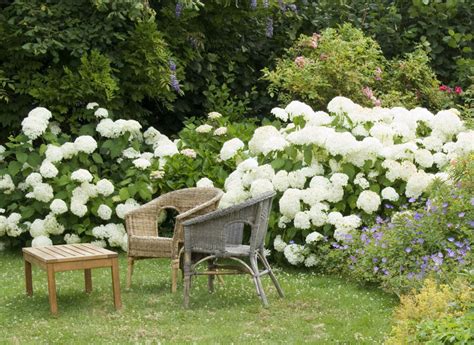 Hortensias blancs en massif paysager