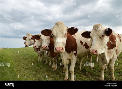 Vaches Montbéliardes ou Simmental dans un pâturage