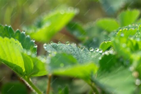 Gros plan sur un fraisier avec des gouttes d'eau sur les feuilles