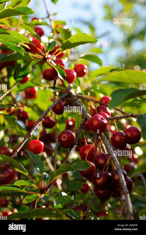 Cerises mûres sur un arbre