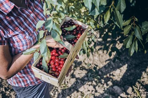 Famille cueillant des cerises dans un verger
