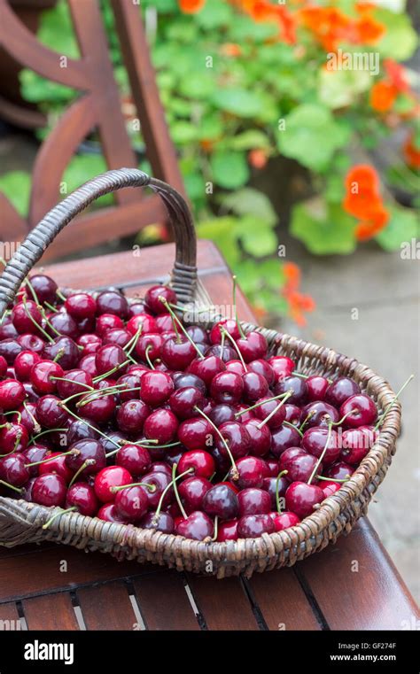 Panier de cerises fraîchement cueillies
