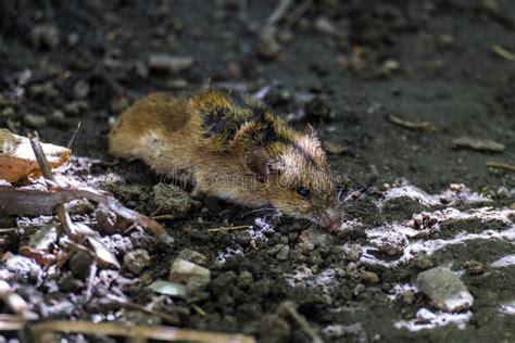 souris morte au sol