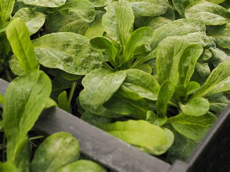 Exemple d'association de culture de mâche avec des légumes d'été
