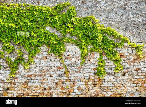 Lierre d'Irlande sur un mur