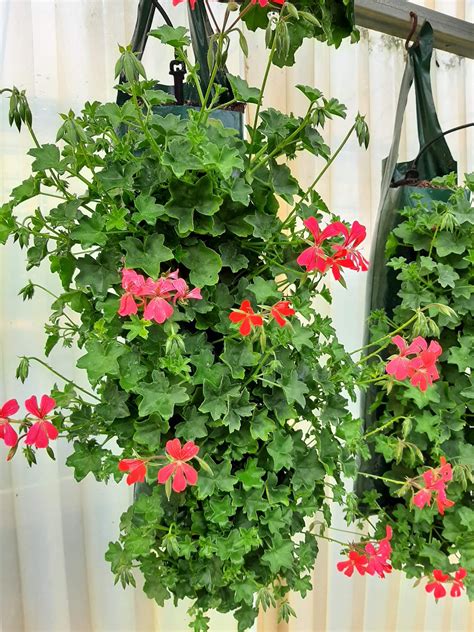 Géranium lierre rose en suspension fleurie