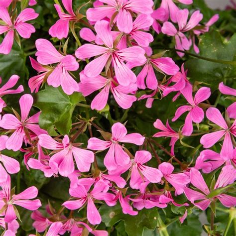 Géranium lierre rose en pot sur un balcon ensoleillé