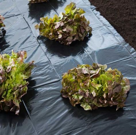 Film de paillage spécial fraise Gamm vert