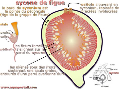 Schéma de l'inflorescence du figuier (sycone)