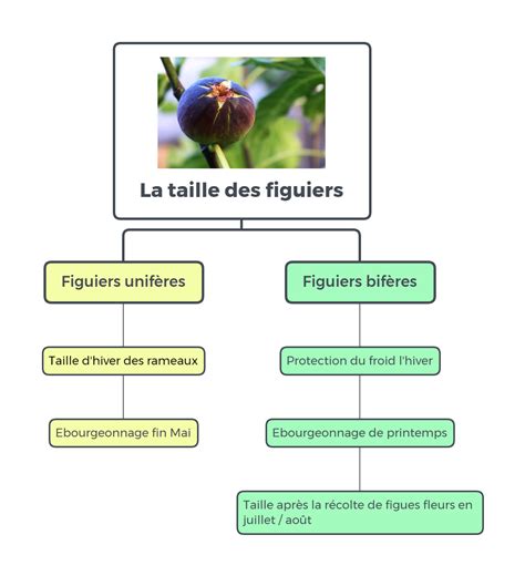 Schéma des différentes tailles du figuier (unifère et bifère)