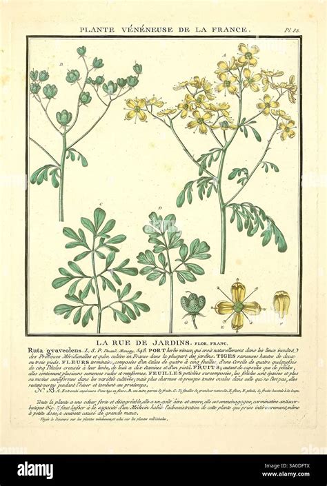 Illustration d'une plante d'aneth avec ses fleurs et ses feuilles distinctives