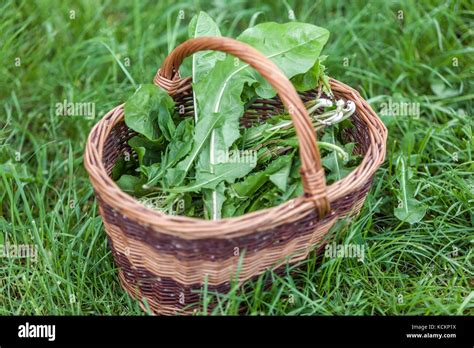 Image d'un panier rempli de feuilles d'aneth fraîchement cueillies