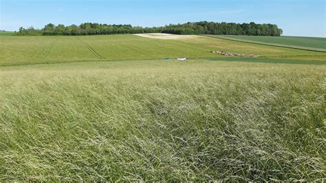 Champ de fétuque élevée en pleine croissance