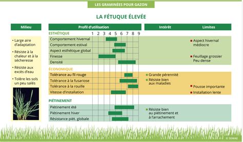 Schéma illustrant la croissance lente de la fétuque élevée