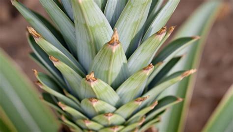 Schéma illustrant les étapes de préparation d'une couronne d'ananas pour le bouturage