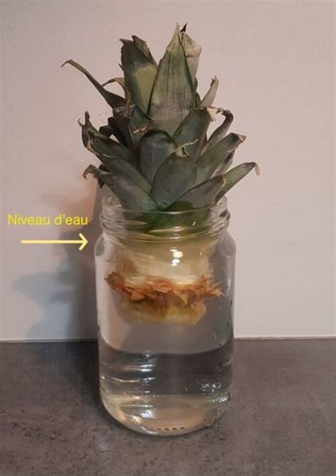 Photo montrant le développement des racines d'une bouture d'ananas dans un verre d'eau