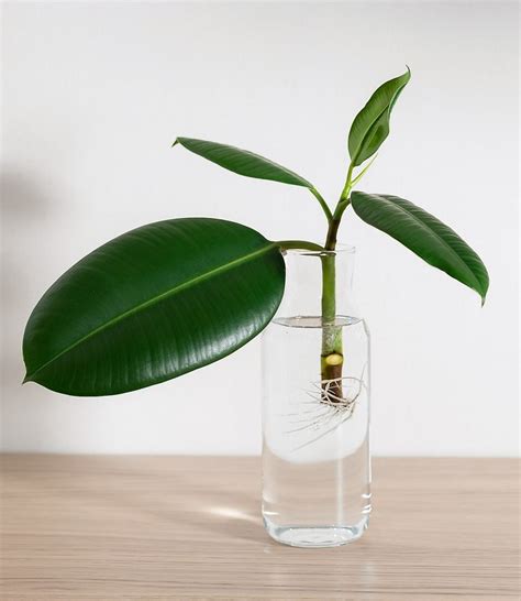 Plante de Ficus Elastica en train de développer des racines dans un verre d'eau